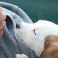 New Care Services for Small Pets - Puppies for sale near me - Puppies for sale near me - New Care Services for Small Pets