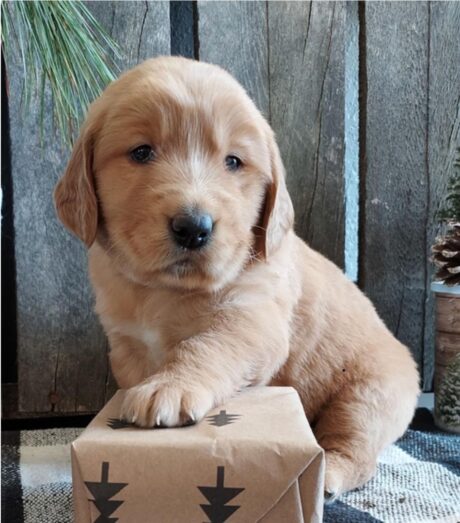 black golden retriever puppy