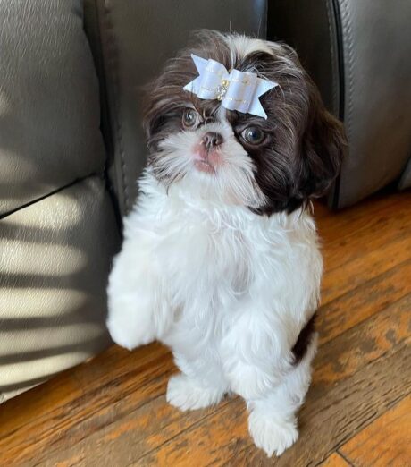 Shih tzu puppies for sale in pa under $500 - Shih tzu puppies for sale in pa under $500/Shih tzu puppies PA - Puppies for sale near me - Bear