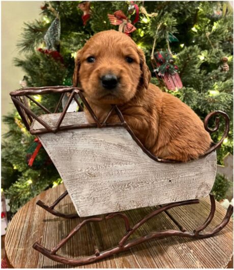 golden retriever puppies for adoption