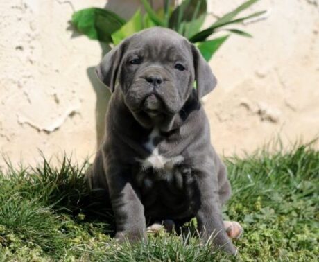 cane corso puppies for sale indiana