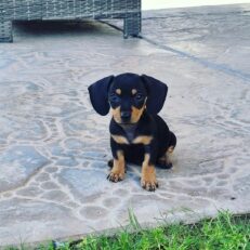 dachshund-puppies-michigan