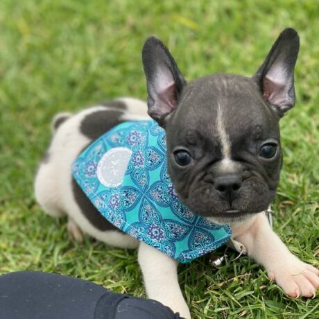 french bulldog puppies available - french bulldog puppies available/french bulldog puppies for sale cheap - Puppies for sale near me - Sophie