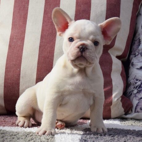 Teacup french bulldog puppies for sale under 1000 - Teacup french bulldog puppies for sale under 1000/Frenchie Cheap - Puppies for sale near me - Rex