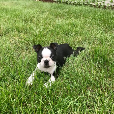 boston terrier puppies for sale under $500 near me - Boston terrier puppies for sale under $500 near me - Puppies for sale near me - T-Cup