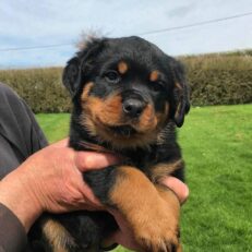 newborn-rottweiler-puppies