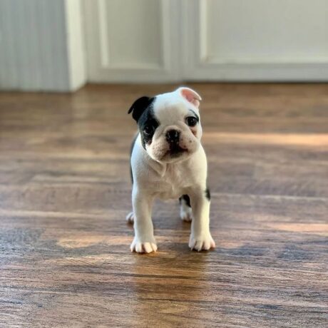 Boston terrier puppies for sale under $500 - Boston terrier puppies for sale under $500/Boston Terrier Breeders - Puppies for sale near me - Hazel