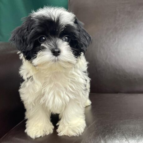 Morkie puppies for sale under $500 - Morkie puppies for sale under $500/Morkie for sale under $500 - Puppies for sale near me - Pluto