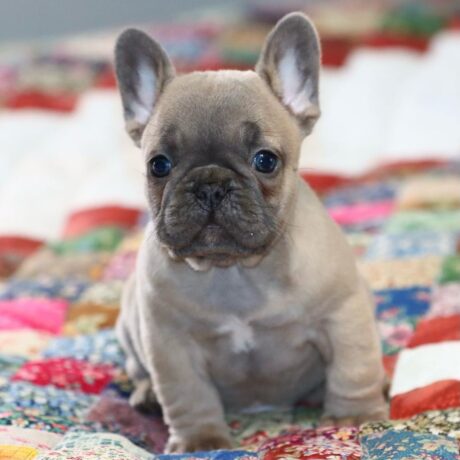 French bulldog puppies for sale in ga under $500 - French bulldog puppies for sale in GA under $500/Cheap Frenchie - Puppies for sale near me - Coco/PUPPY SOLD❌