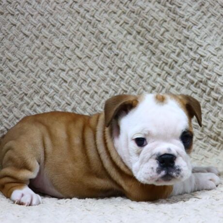 English bulldog puppies for sale in texas under 1000 - English bulldog puppies for sale in Texas under 1000/Bulldogs 1000 - Puppies for sale near me - Apple