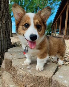 how-much-are-corgi-puppies