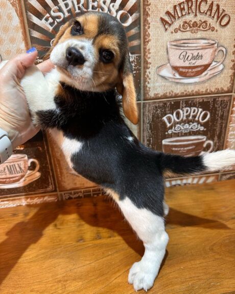 Pocket beagle - Pocket beagle/Pocket beagles/Pocket beagle for sale - Puppies for sale near me - Lilly