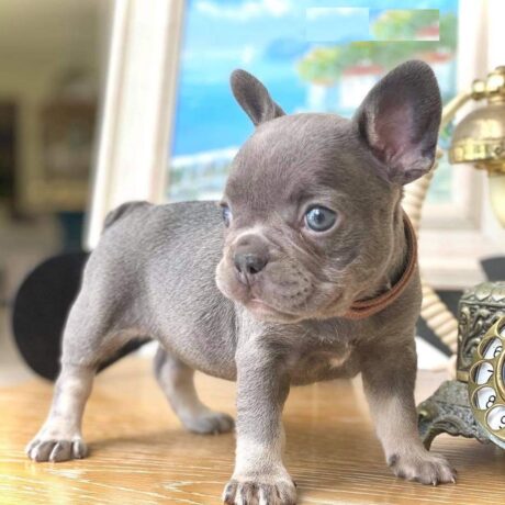 merle french bulldog puppies - Merle french bulldog puppies/Merle french bulldog puppies for sale - Puppies for sale near me - Fred