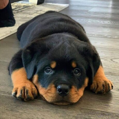Rottweiler puppies for sale in pa under $500 - Rottweiler puppies for sale in pa under $500 - Puppies for sale near me - Boston