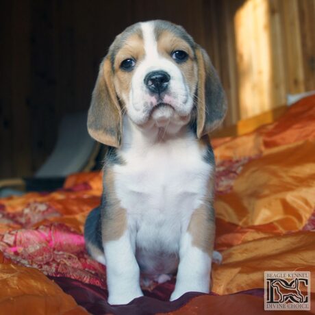 Cute beagle puppies - Cute beagle puppies/Ccute beagle puppy/beagle puppies cute - Puppies for sale near me - Poptart