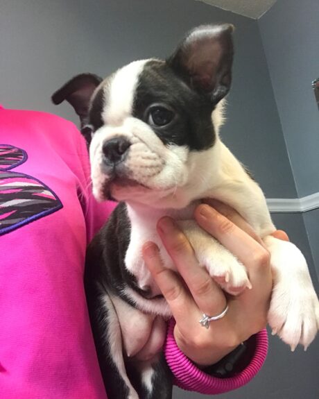 Boston terrier puppies for sale under $300 - Boston terrier puppies for sale under $300 - Puppies for sale near me - Mills