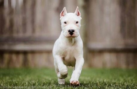 White cane corso - White cane corso/White cane corso puppies/White cane corsos - Puppies for sale near me - Danny