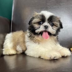 shih-tzu-puppies-for-sale-under-300-cheap-shih-tzu-for-sale