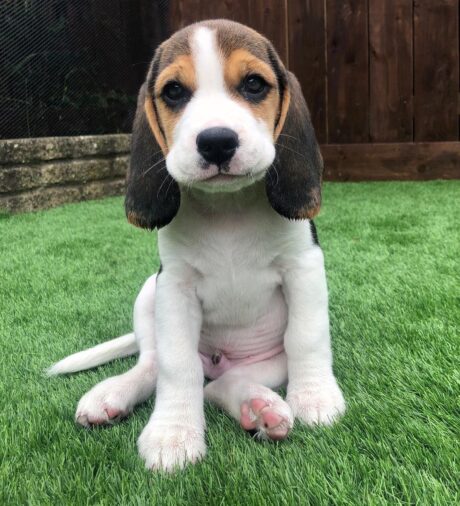 Beagle puppies for sale under $300 - Beagle puppies for sale under $300/Online beagle for sale - Puppies for sale near me - Sweetie