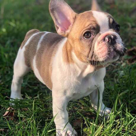 french bulldog puppies price range