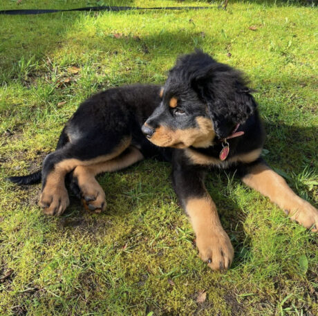 long hair rottweiler - Long hair rottweiler/Long haired rottweiler/Rottweiler with long hair - Puppies for sale near me - Wolf