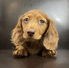 Cream long haired dachshund - Cream long haired dachshund/Long haired dachshund - Puppies for sale near me - Sparkles