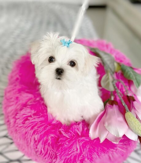 Teacup Maltese for sale