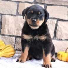 rottweiler-lab-mix-puppy-for-sale