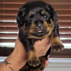 male-rottweiler-puppy