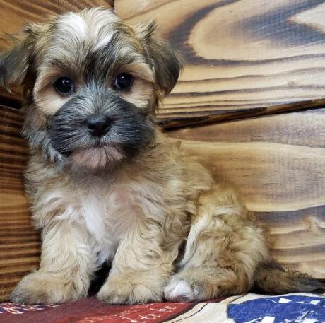 Morkie puppies for sale by owner - Morkie puppies for sale by owner/Morkies for sale by owner - Puppies for sale near me - Honey