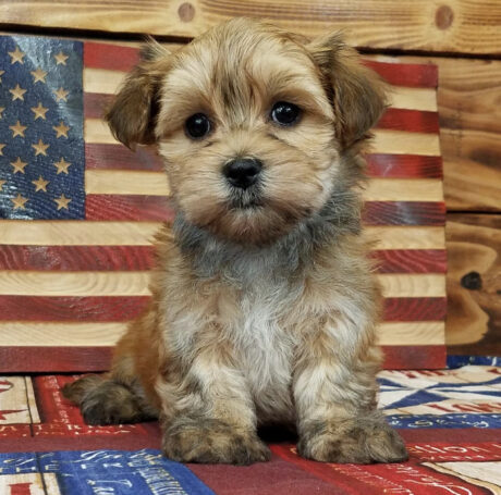 Morkie poo puppies for sale - Morkie poo puppies for sale/morkie poo puppies/Morkiepoo for sale - Puppies for sale near me - Thor