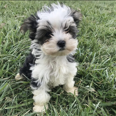 How much is a morkie - How much is a morkie/How much do morkies cost/Morkie cost - Puppies for sale near me - Elijah