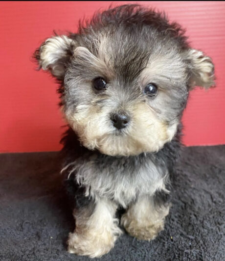 Morkie price - Morkie price/morkie puppies price/How much is a morkie puppy - Puppies for sale near me - Trixie