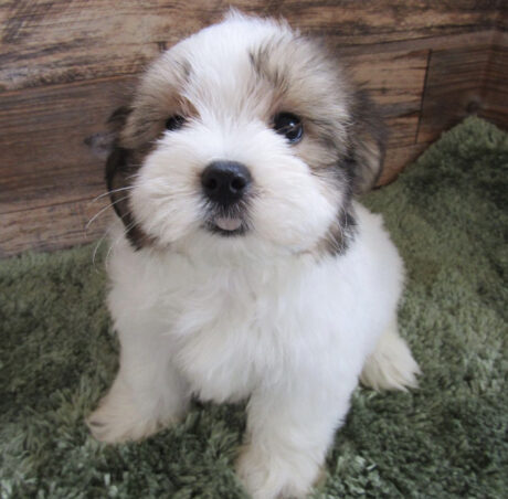 Morkie puppies for sale ohio - Morkie puppies for sale ohio/Morkies for sale ohio - Puppies for sale near me - Mighty