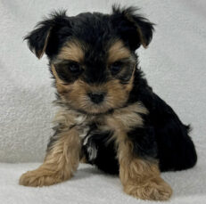 teacup-morkie-for-sale-teacup-morkie-for-sale-near-me