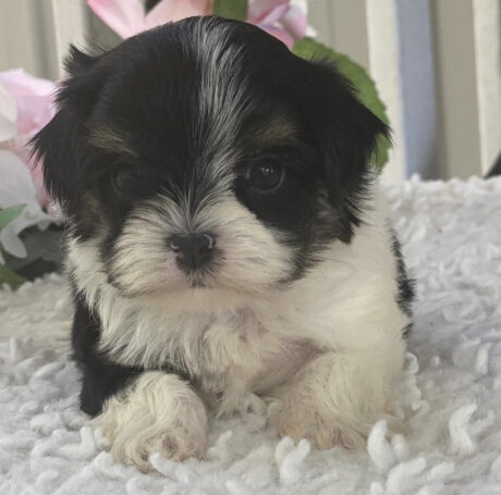 Morkie puppies for sale - Morkie puppies for sale/Morkie puppies for sale near me - Puppies for sale near me - Oliver