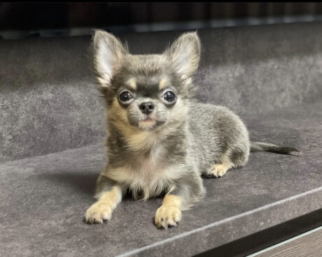 Chihuahua puppy for sale $150 - Chihuahua puppy for sale $150/Cheap Chihuahua puppies - Puppies for sale near me - Flash