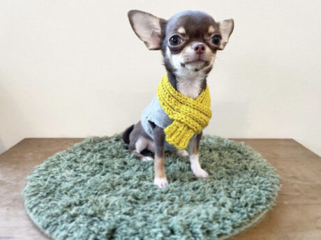 Chihuahua puppy for sale near me - Chihuahua puppy for sale near me/Chihuahua puppy for sale - Puppies for sale near me - Jessica