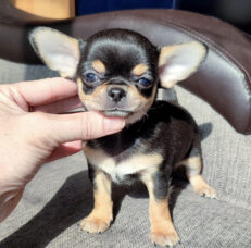 free-chihuahua-puppies-for-sale-near-me