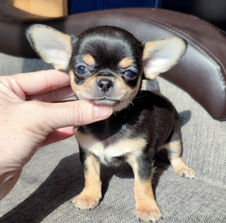 Free chihuahua puppies for sale near me - Free chihuahua puppies for sale near me/Adopt a chihuahua - Puppies for sale near me - Eva