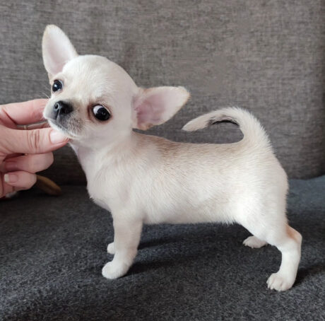 teacup chihuahua puppies - Teacup chihuahua puppies/Teacup chihuahua puppies for sale - Puppies for sale near me - Tina