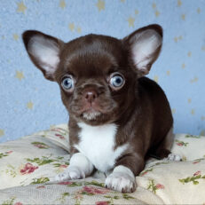 teacup-chihuahua-puppy