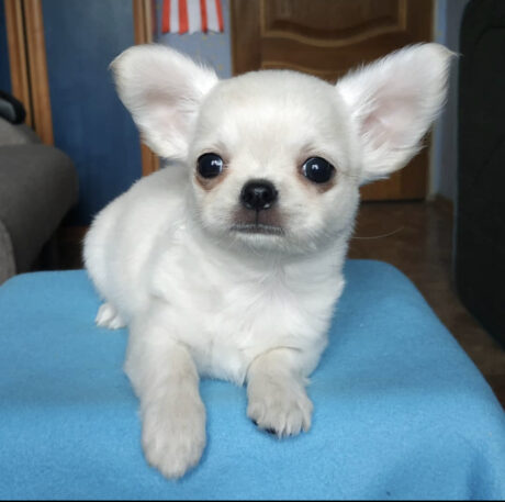 Long haired teacup chihuahua puppies - Long haired teacup chihuahua puppies/Long haired chihuahua - Puppies for sale near me - Jimmy