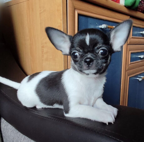 Chihuahua puppies for sale near me under $200 - Chihuahua puppies for sale near me under $200/Cheap Chihuahua - Puppies for sale near me - Jerry