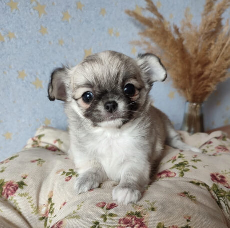 Teacup chihuahuas for sale by owner - Teacup chihuahuas for sale by owner/Teacup chihuahua for sale - Puppies for sale near me - Tonya