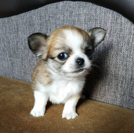 chihuahua puppies for sale by owner - Chihuahua puppies for sale by owner/Adopt a chihuahua puppy - Puppies for sale near me - Winston