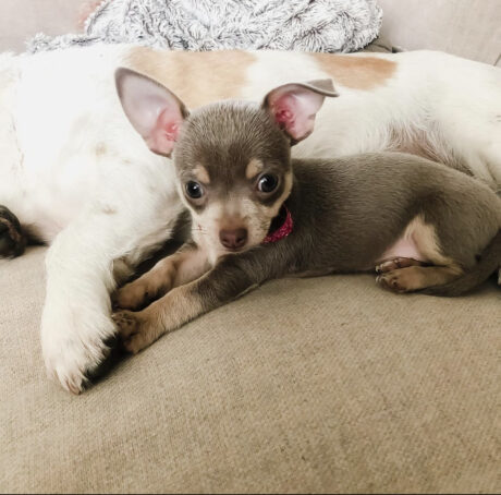 Chihuahua puppies for sale in pa under $500 - Chihuahua puppies for sale in pa under $500/Chihuahua breeders - Puppies for sale near me - Hannah