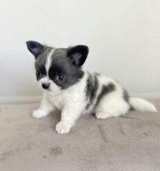 teacup-chihuahua-for-sale-under-500-near-me