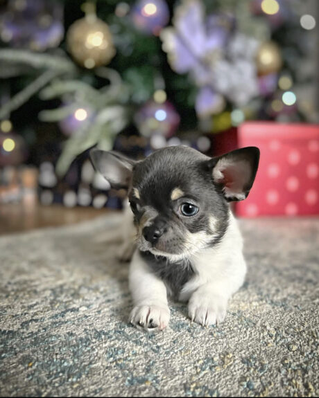 chihuahua puppies near me for sale - Chihuahua puppies near me for sale/Chihuahua puppies near me - Puppies for sale near me - Brody