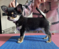 chihuahua-puppies-for-sale-in-pa